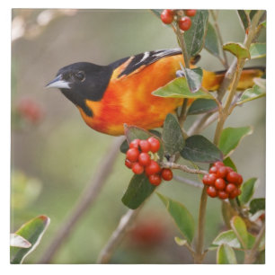 Carreau South Padre Island, Texas, États-Unis, Oriole de B