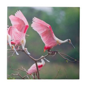 Carreau Spatules rosées (Ajaia Ajaja) atterrissage