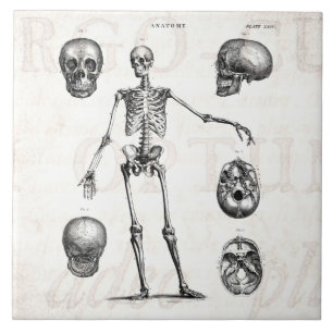 Carreau Squelettes antiques squelettiques d'anatomie de