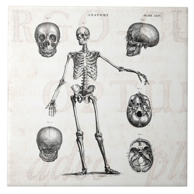 Carreau Squelettes antiques squelettiques d'anatomie de (Devant)