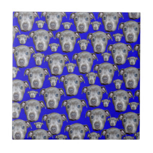 Carreau Staffordshire Bull Terrier Puppy