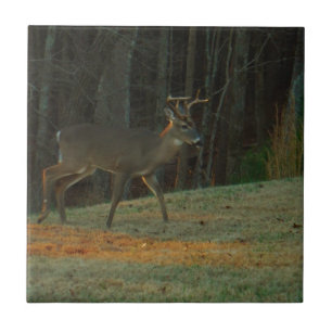 Carreau Stag / Camouflage vert Buck Deer