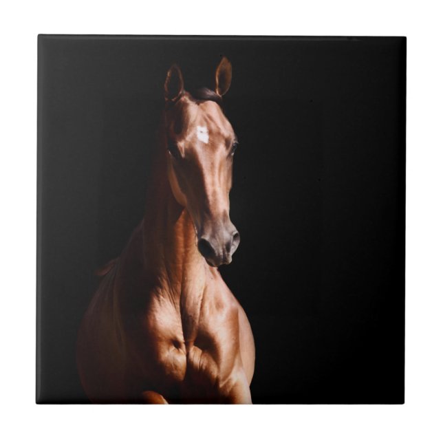 Carreau Stallion Jeune (Devant)