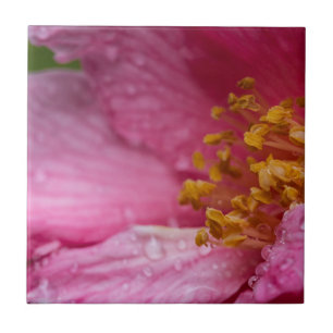 Carreau Stampes à fleurs de Camellia rose