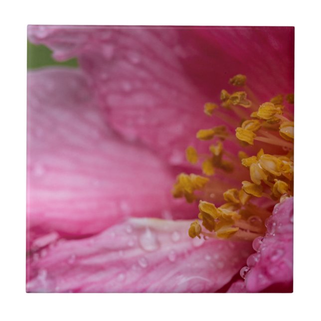 Carreau Stampes à fleurs de Camellia rose (Devant)