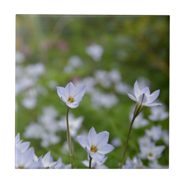 Carreau Starflower (Devant)