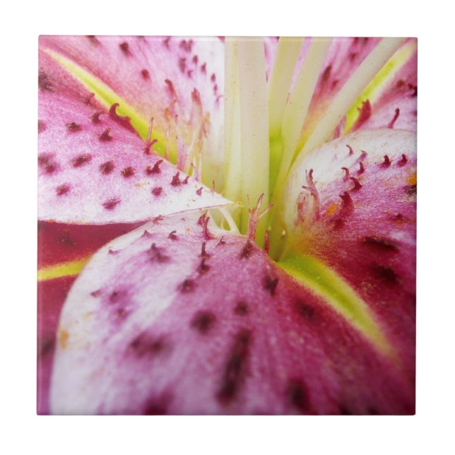Carreau Stargazer Lily brillant Magenta Floral (Devant)