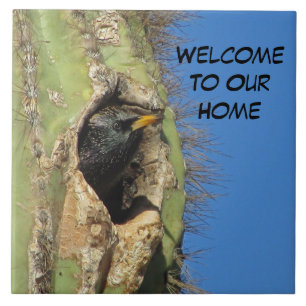Carreau Starling dans Saguaro Cactus Photo Southwest Bird