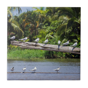 Carreau sternes royales, estuaire du fleuve Tortuguero - C