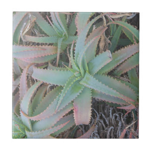 Carreau Succulentes du Nevada         