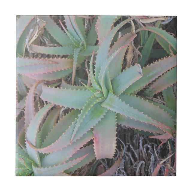 Carreau Succulentes du Nevada          (Devant)
