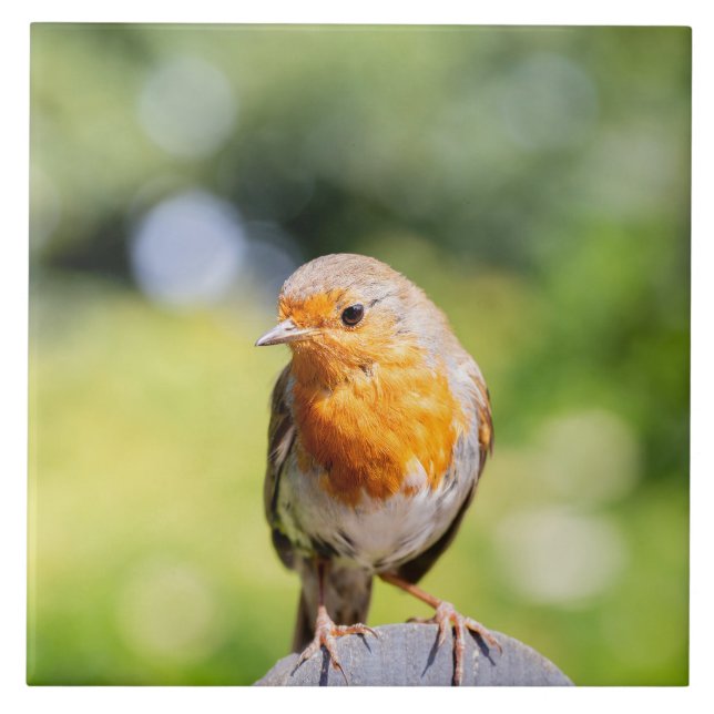 Carreau Summer Robin (Devant)