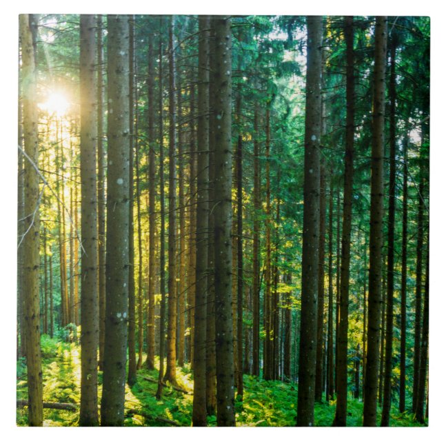 Carreau Sunlight Through Forest Trees (Devant)