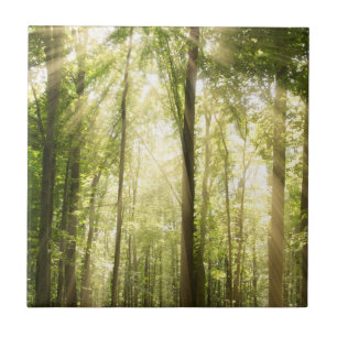 Carreau Sunrays par des cimes d'arbre