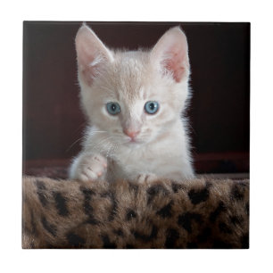 Carreau Super joli chaton avec de beaux yeux