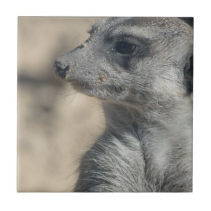 Carreau Suricate drôle