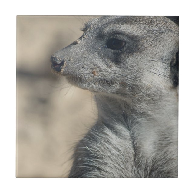 Carreau Suricate drôle (Devant)