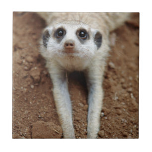 Carreau Suricate (Suricata suricatta) se rafraîchissant