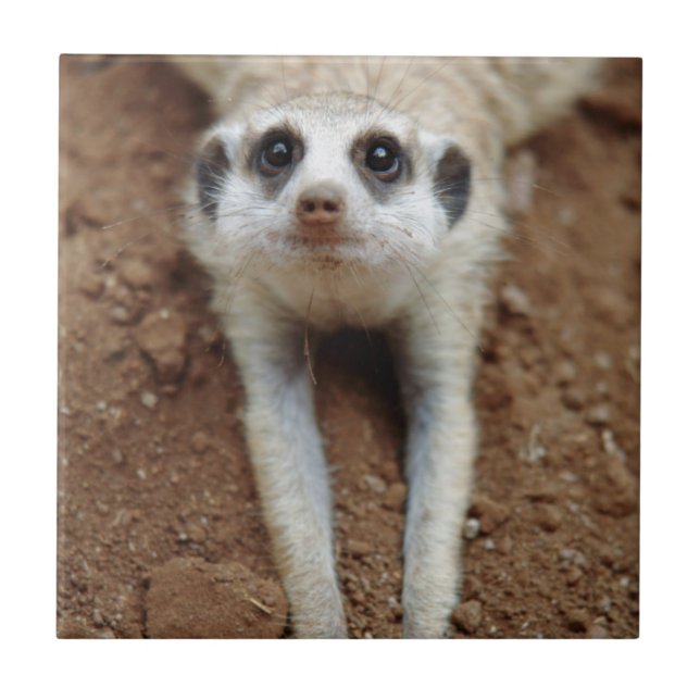 Carreau Suricate (Suricata suricatta) se rafraîchissant (Devant)