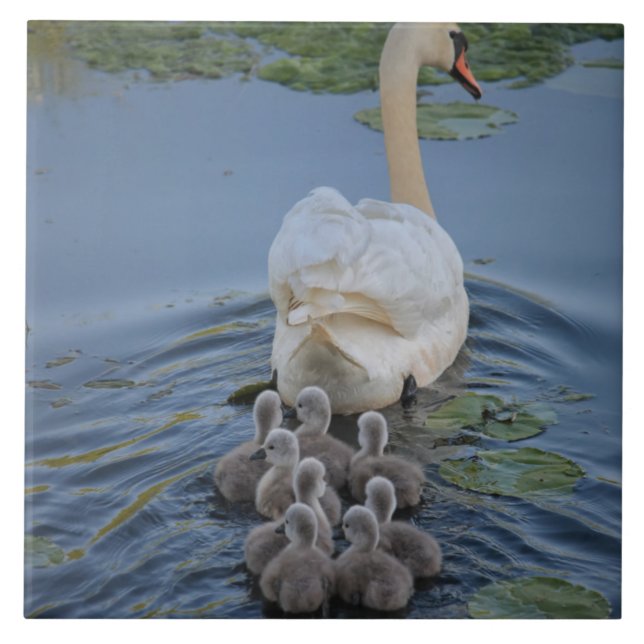 Carreau Swan (Devant)