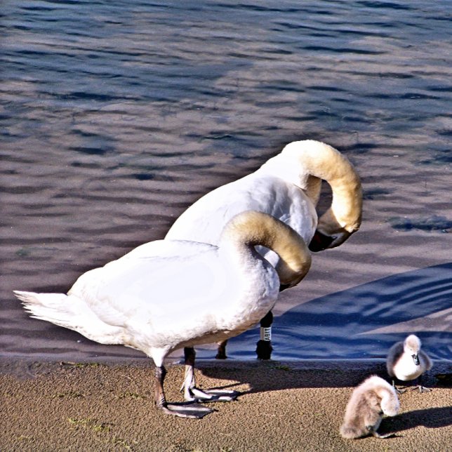 CARREAU SWANS (Créateur téléchargé)