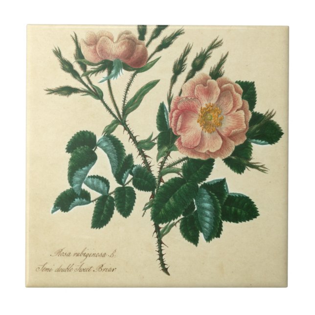 Carreau Sweet Briar Rose (Devant)