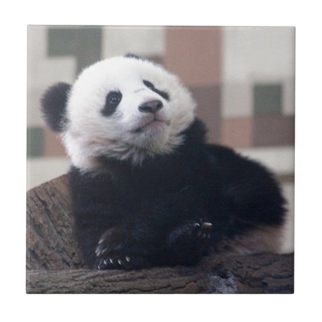 Carreau Sweet Giant Panda Baby (Devant)