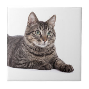 Carreau Tabby Gris
