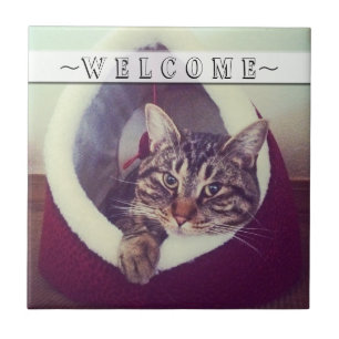 Carreau Tabby Se Détendre Dans La Cabine Gros Plan Photo P