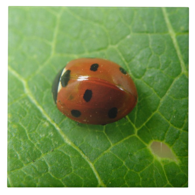 Carreau Table Ladybug (Devant)