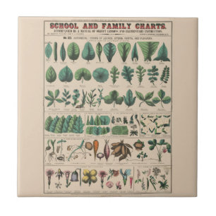Carreau Tableau antique de l'école botanique, nature vinta