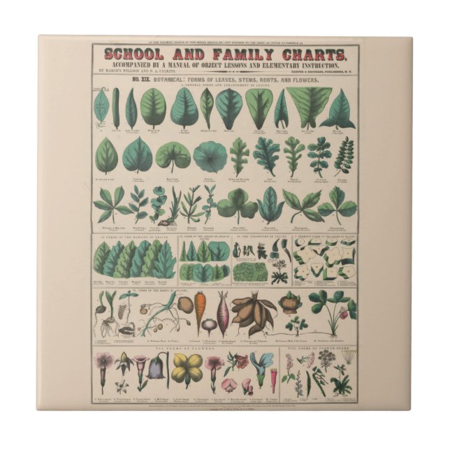 Carreau Tableau antique de l'école botanique, nature vinta (Devant)