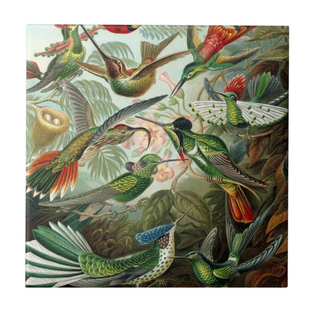 Carreau tableau classique de la faune des oiseaux colibris (Devant)