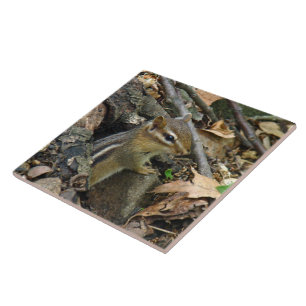 Carreau Tamia orientale - striatus de Tamias