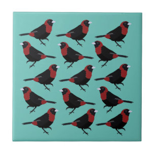 Carreau Tanager à gorge cramoisie oiseau chanteur noir rou
