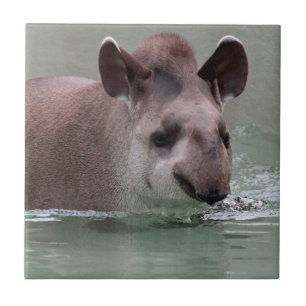 Carreau Tapir_2015_0101
