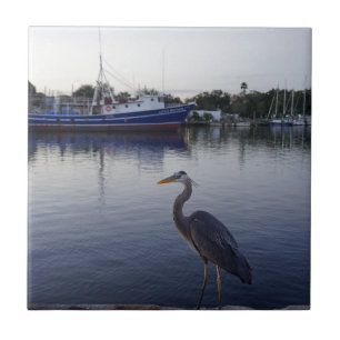 Carreau Tarpon Springs