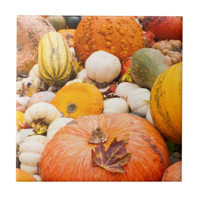 Carreau Tas de citrouilles et de courges (Devant)