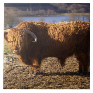 Carreau Taureau de Highland Cattle, Écosse