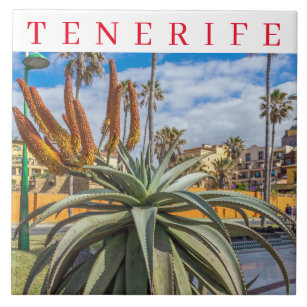 Carreau Tenerife Aloe Vera plante céramique