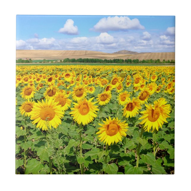 Carreau Terrain de tournesol (Devant)