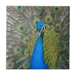 Carreau Tête bleue Peacock avec et plumes de queue
