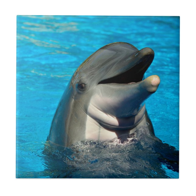 Carreau Tête de dauphin à bec (Devant)