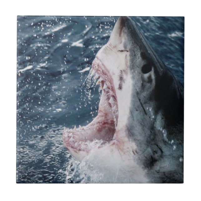 Carreau Tête de grand requin blanc (Devant)