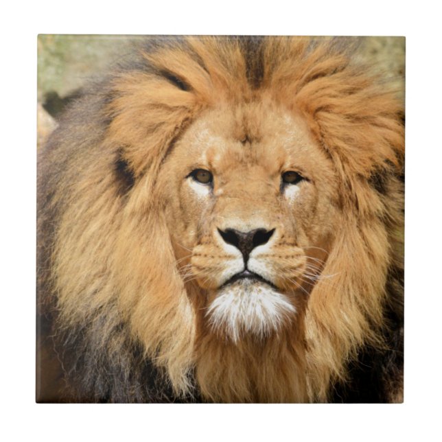 Carreau Tête de Lions (Devant)