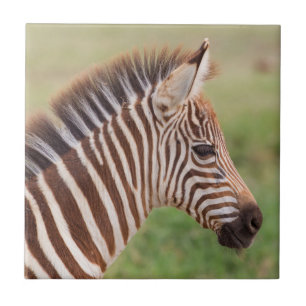 Carreau Tête de zèbre bébé, Tanzanie
