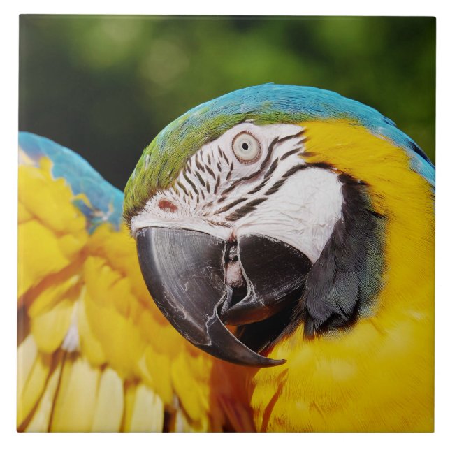 Carreau Tête d'un Macaw bleu et jaune (Devant)