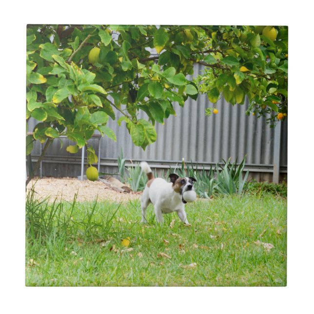 Carreau Tête effrayée drôle de Fox Terrier, (Devant)
