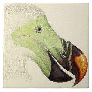 Carreau Tête vintage d'un Dodo