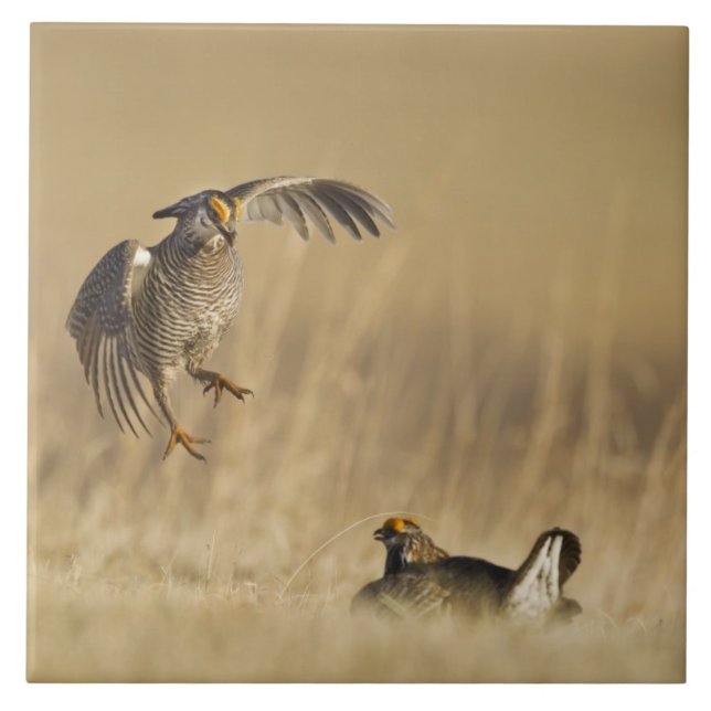 Carreau Tétras des prairies mâles au lek dans le comté de  (Devant)